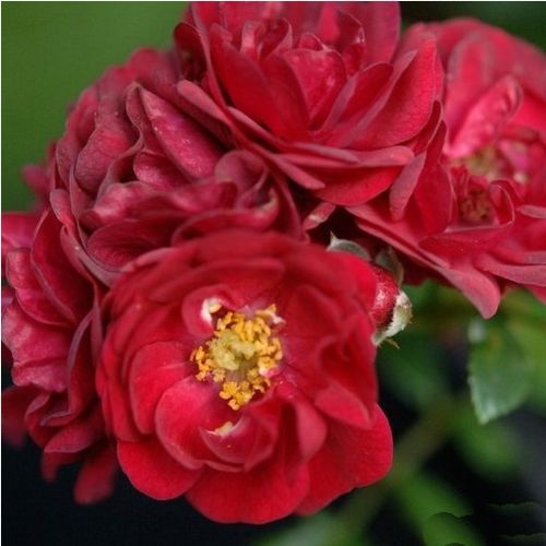 Gärtnerei - Rosa Fairy Rouge - rot - bodendecker rosen  - diskret duftend - Ralph S. Moore - Hervorragend geeignet für Schmücken und Bedecken von größeren Gebieten, mit traubenartigen, üppigen, langlebigen Blüten in grellen Farben.